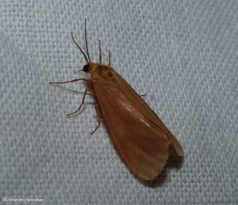 Immculate virbia moth (Virbia immaculata), #8124