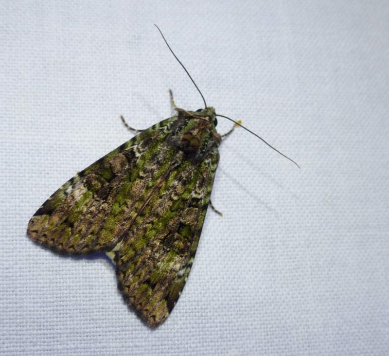 Green arches moth (Anaplectoides prasina), #11000
