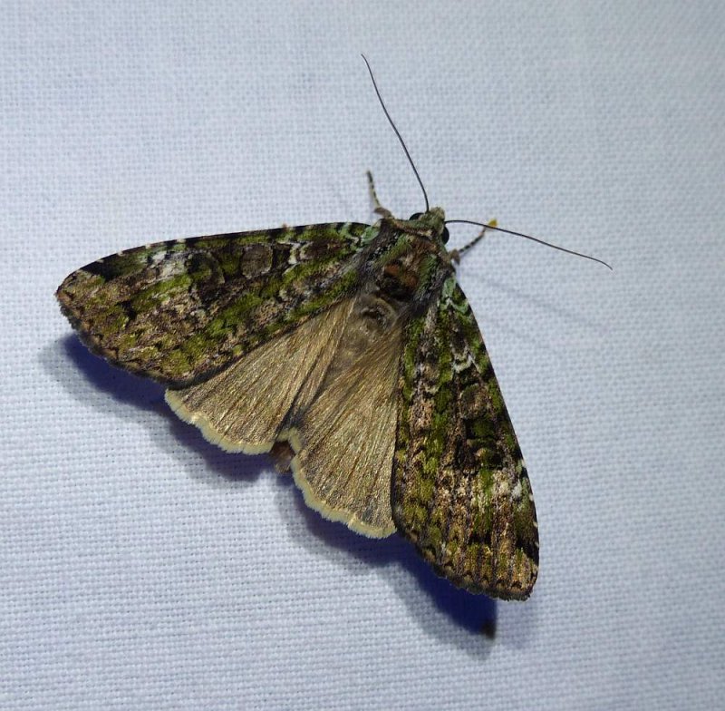 Green arches moth (Anaplectoides prasina), #11000 