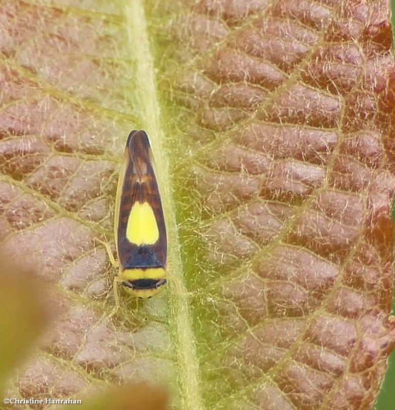 Saddled leafhopper  (Colladonus)