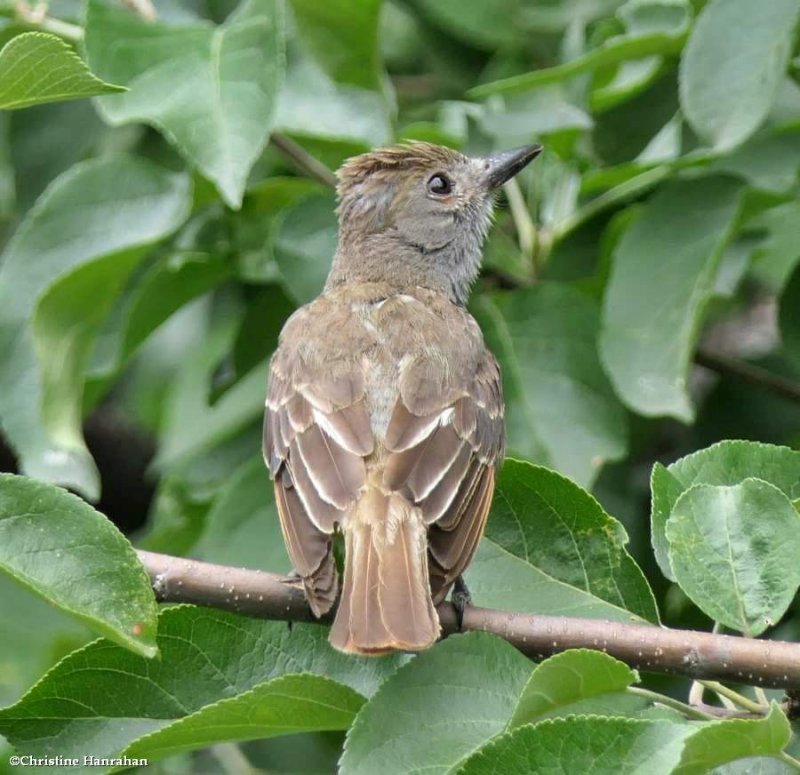 Great crested flycatcher