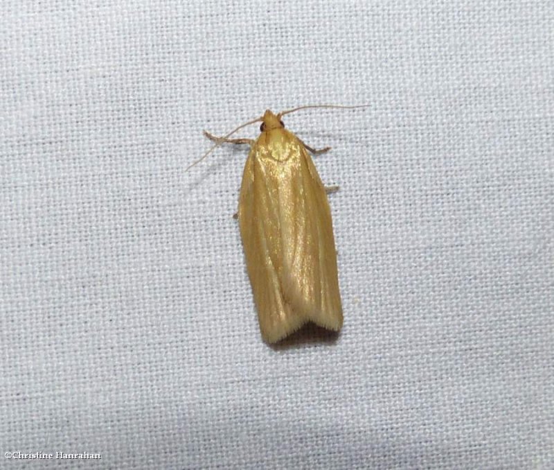Tortricid moth (Clepsis clemensiana), #3684