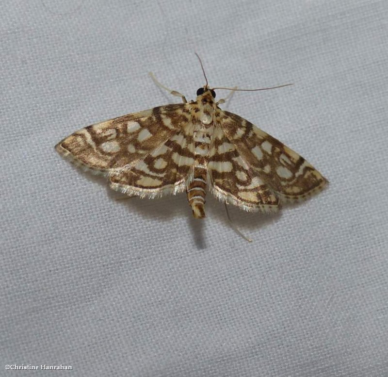 Bog lygropia moth  (Lygropia rivulalis),   #5250