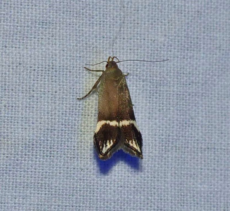 Twirler moth (Anacampsis tristrigella), #2251