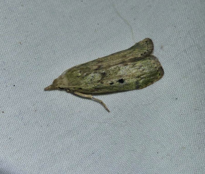 Bee moth (Aphomia sociella), #5629