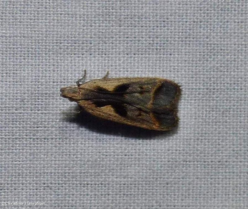 Bilobed dichomeris moth (Dichomeris bilobella), #2291