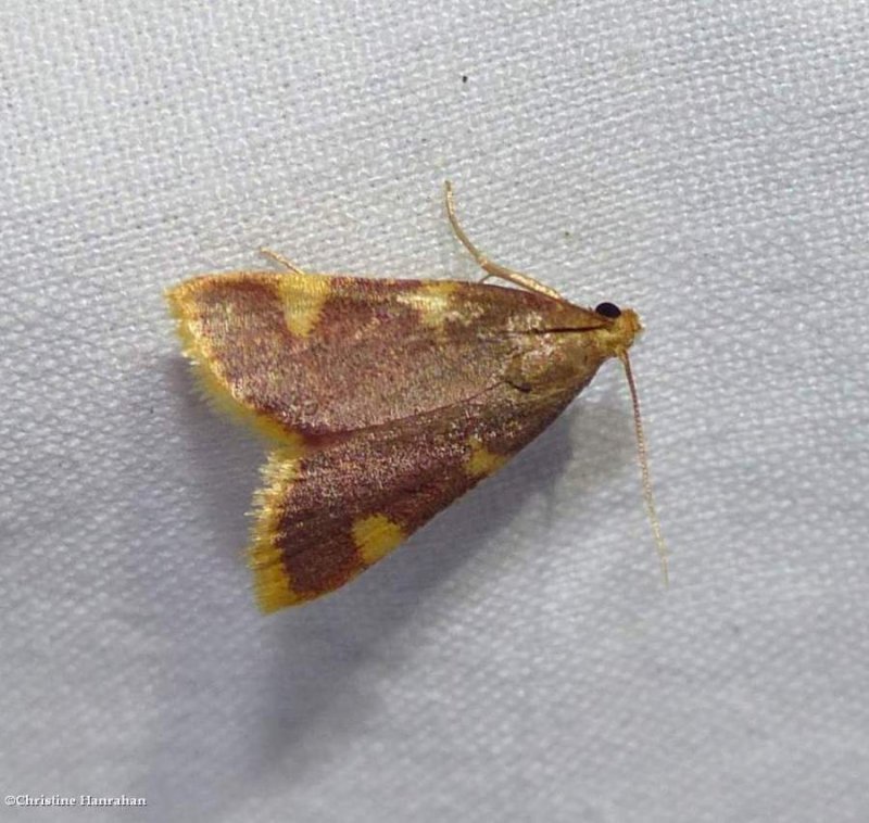 Clover hayworm moth (Hypsopygia costalis),   #5524