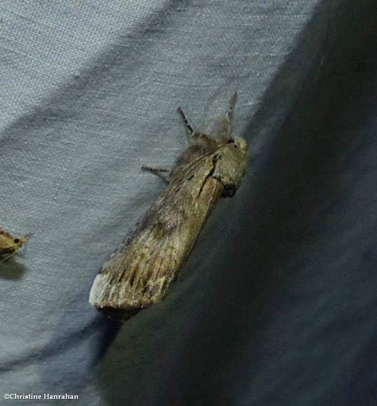 Black-blotched schizura moth (Schizura leptinoides),   #8011