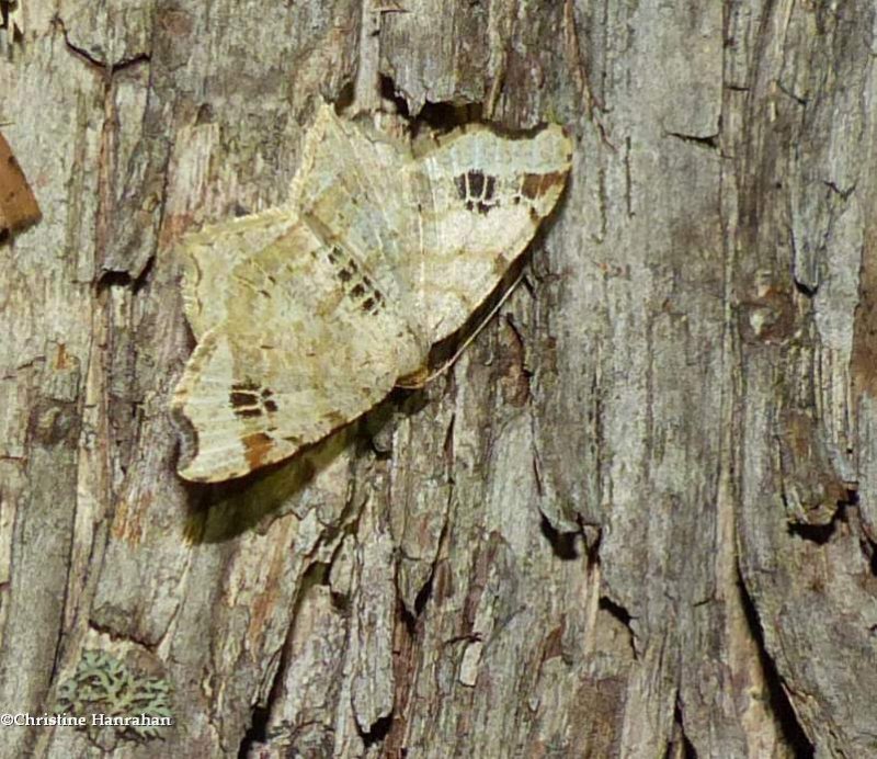 Common angle moth (Macaria aemulataria), #6326