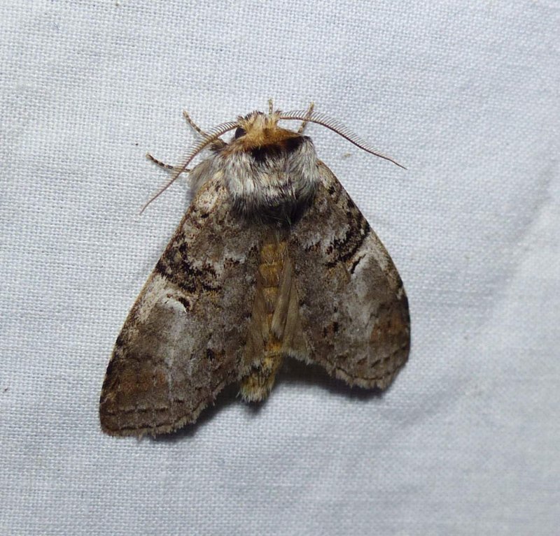 Linden prominent moth (Ellida caniplaga), #7930