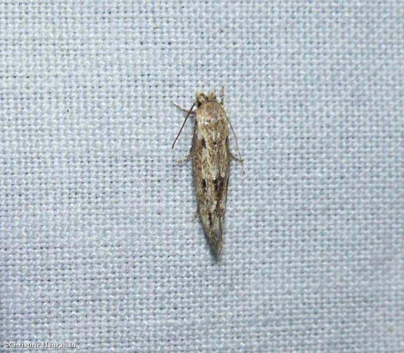Twirler moth (Mompha brevivitella), #1430