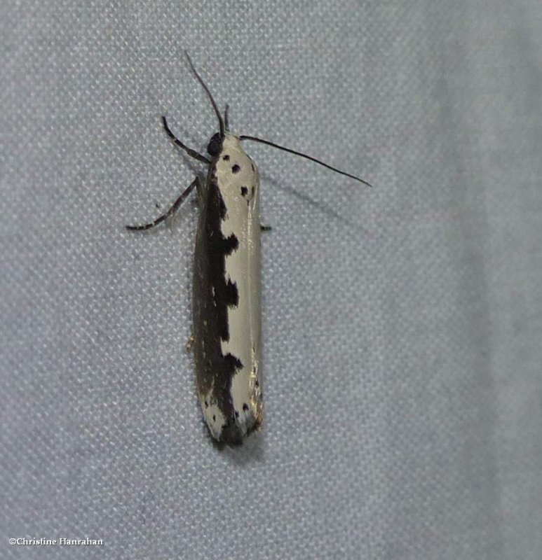 Viper's bugloss moth  (Ethmia bipunctella),   #0986
