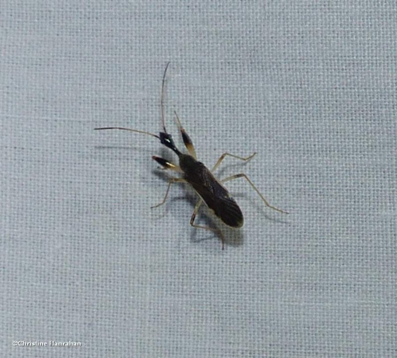 Long-necked seed bug (Myodocha)