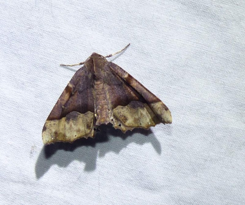 Hubner's pero moth   (Pero ancetaria),  #6748