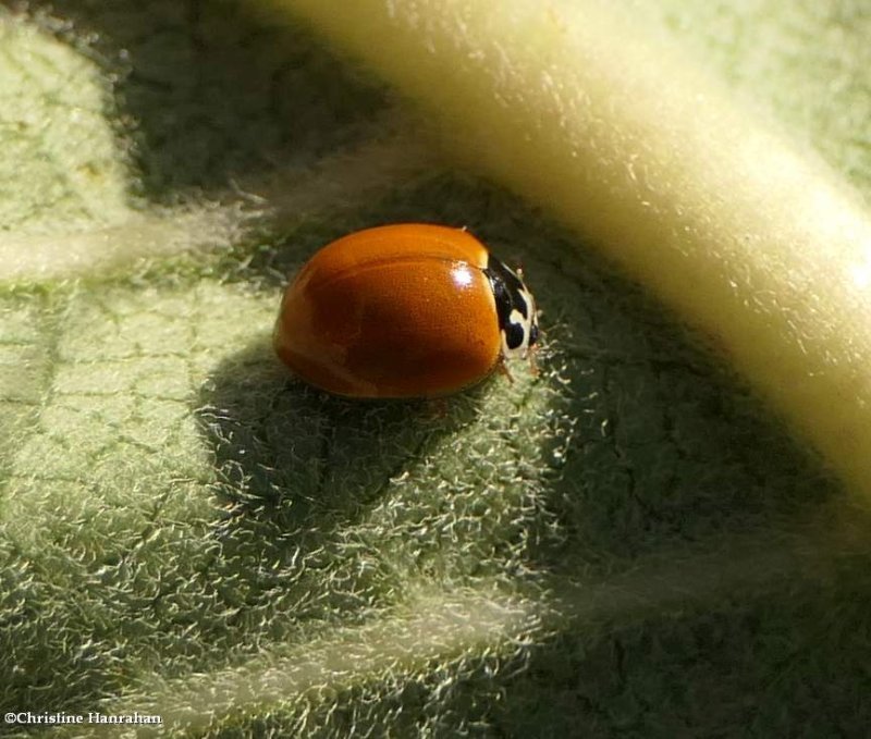 Polished lady beetle (Cycloneda munda)