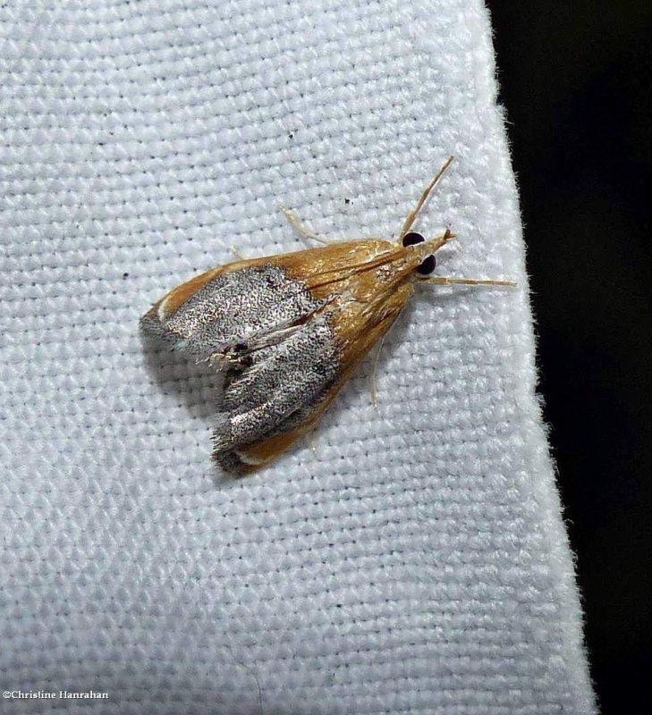 Sooty-winged chalcoela moth (Chalcoela iphitalis), #4895