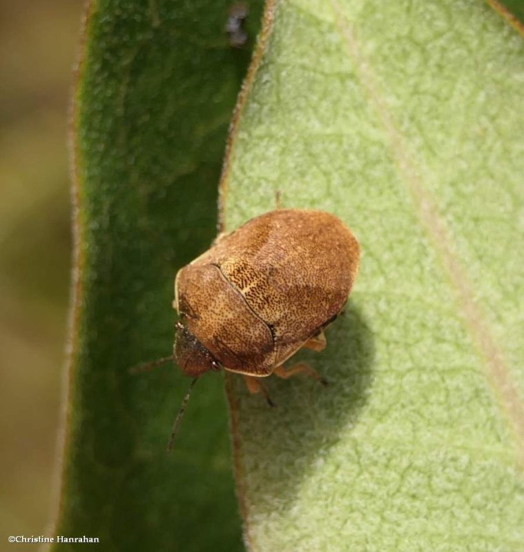 Shield-backed bug (Homaemus)