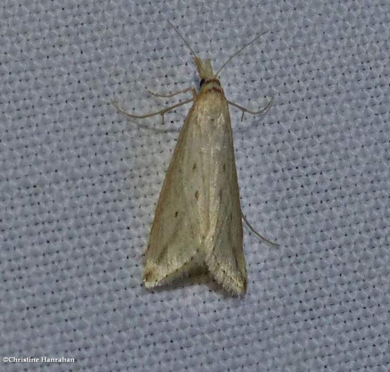 Crambid snout moth (Donacaula)