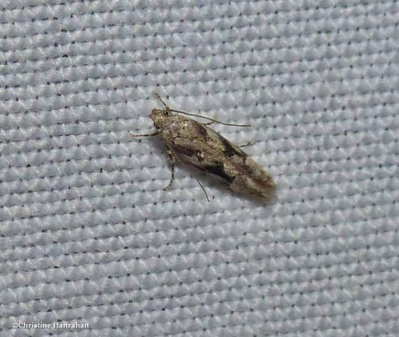 Twirler moth (Coleotechnites atrupictella), #1792