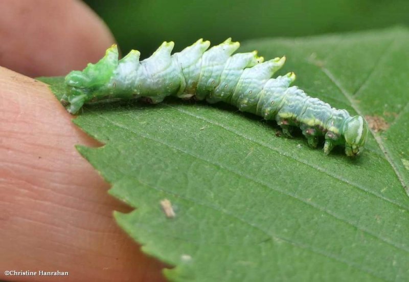 Double-toothed prominent moth caterpillar (Nerice bidentata), #7929