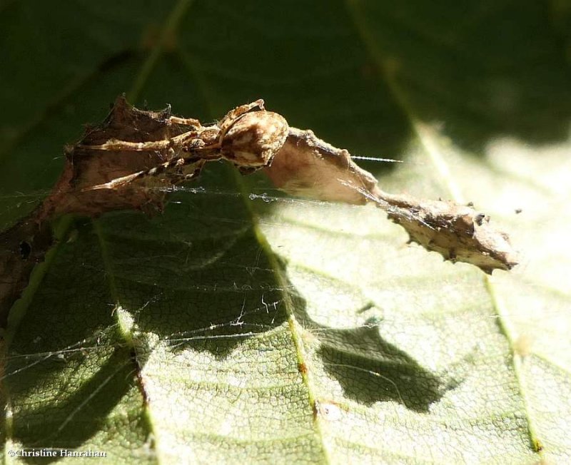 Cribellate orb weaver spider (<em>Uloborus glomosus</em>)