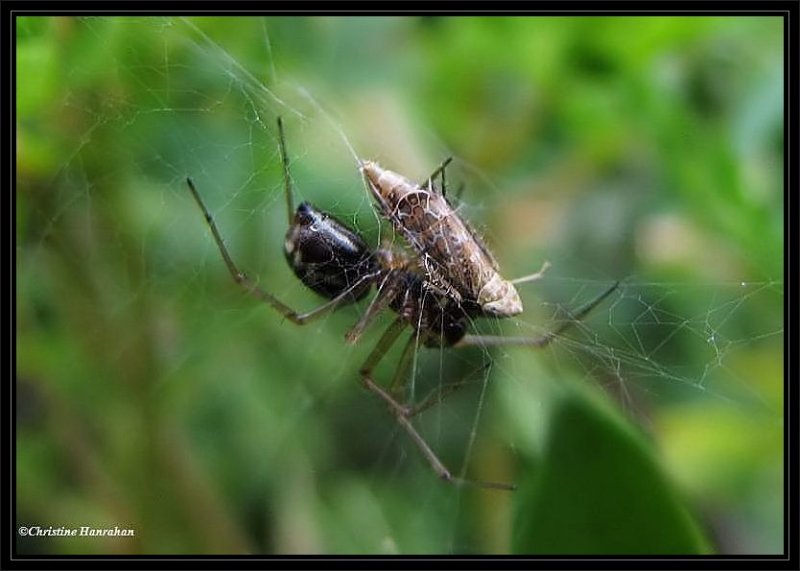 Sheetweb weaver (Neriene sp.)