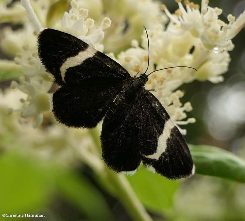 White-striped black moth  (Trichodezia albovittata), #7430