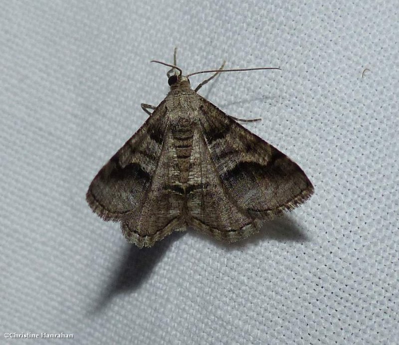 Geometrid moth (Digrammia sp.)