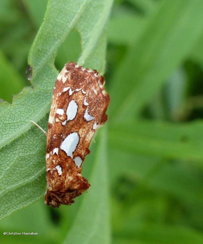 Silver-spotted fern moth (Callopistria cordata), #9633