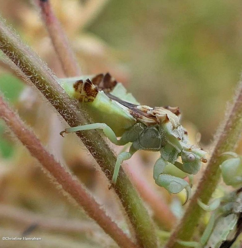 Ambush bug (Phymata)