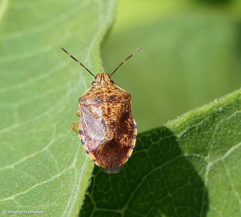Stink bug (Podisus placidus)