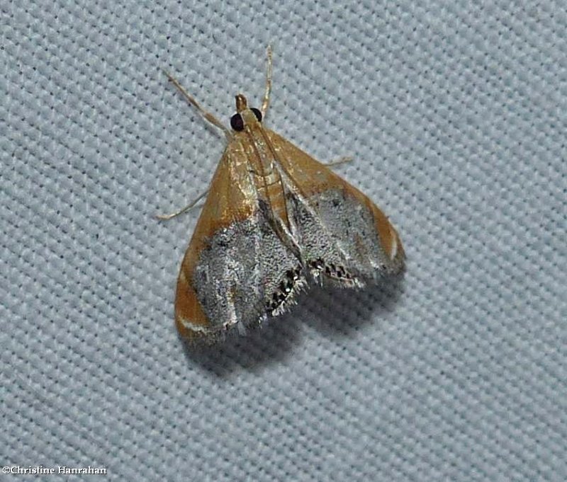 Sooty-winged chalcoela moth  (Chalcoela iphitalis), #4895
