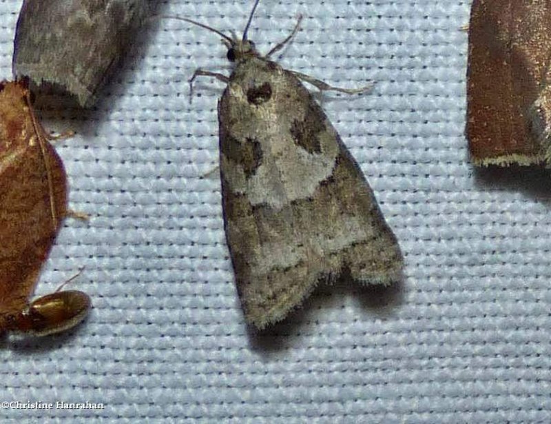 Gray tortrix  (Cnephasia stephensiana), #3567.1