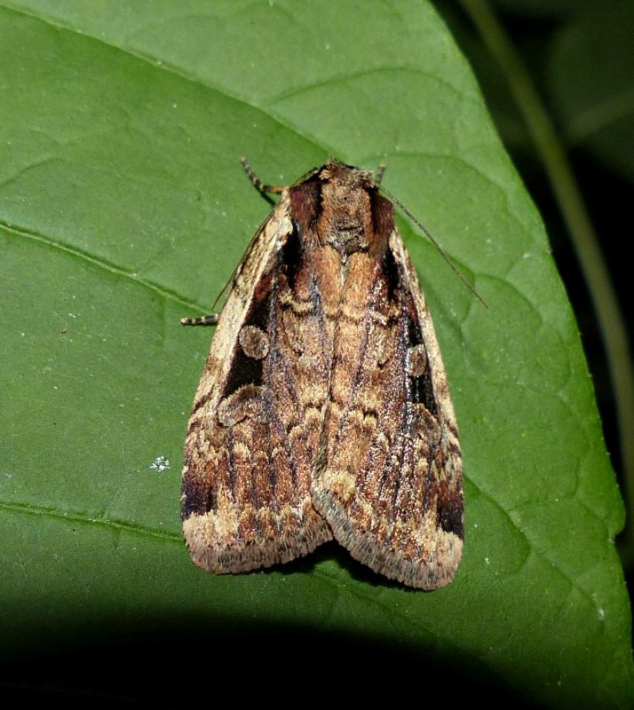 Sigmoid dart moth (Eueretagrotis sigmoides), #11007