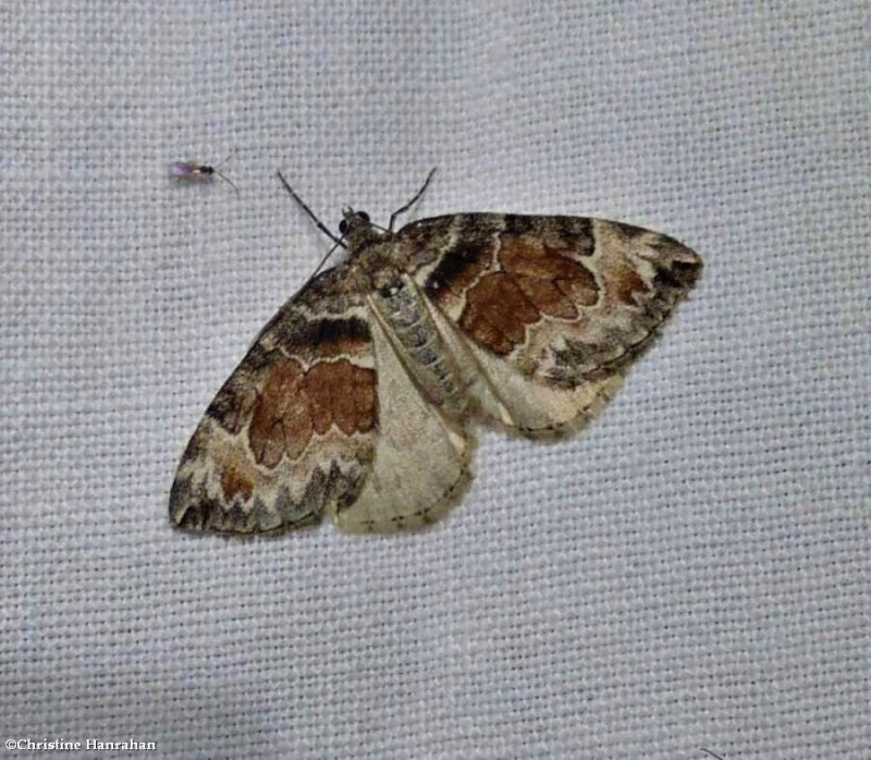 Carpet moth  (Dysstroma)