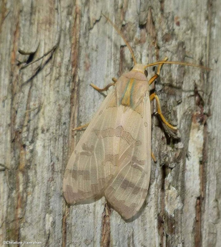 Banded tussock moth   (Halysidota tessellaris). #8203