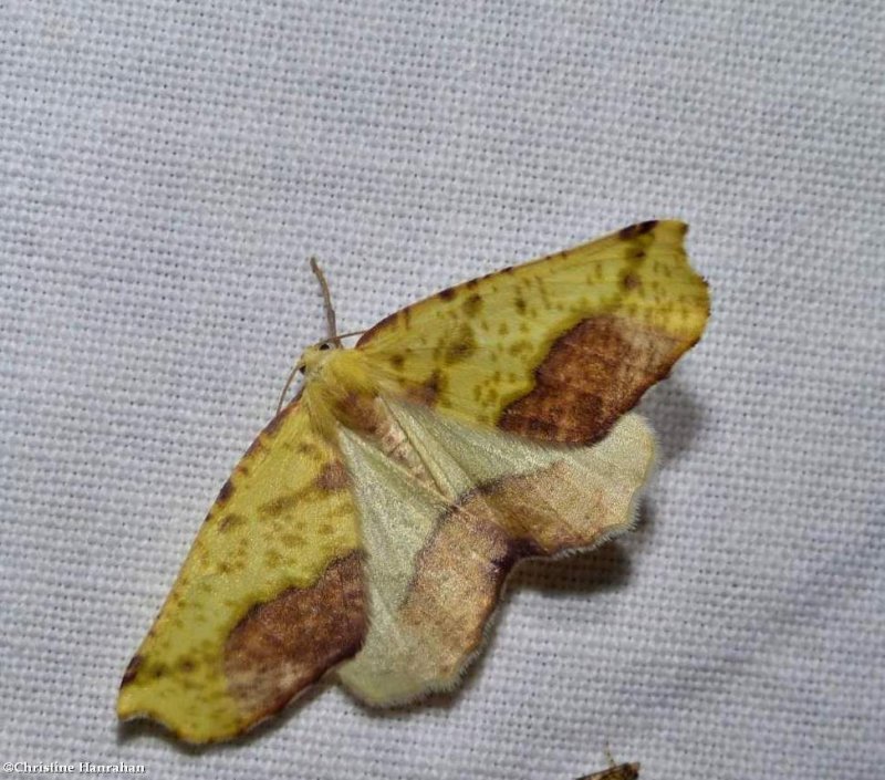 Sharp-lined yellow moth (Sicya macularia), #6912