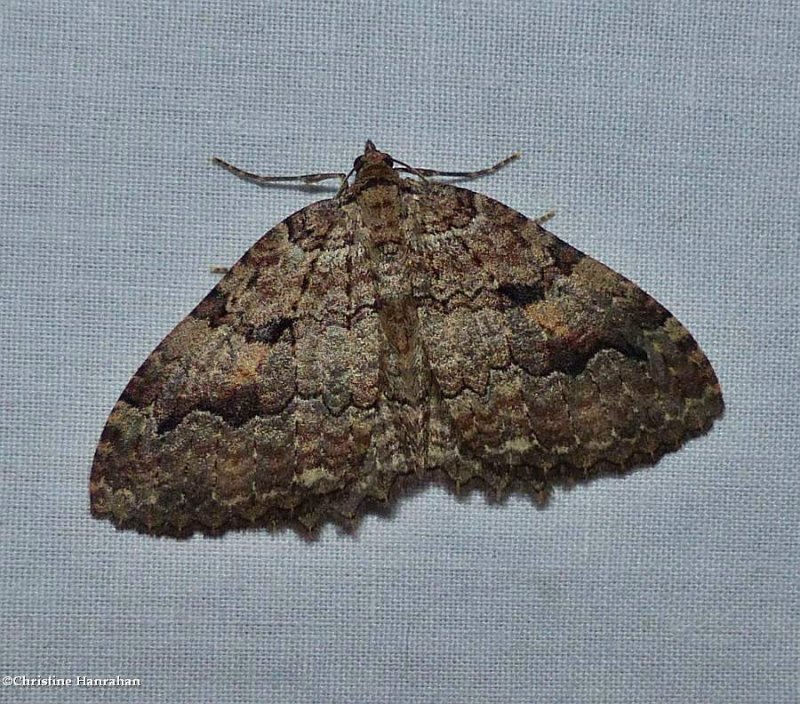 Tissue moth (Triphosa haesitata), #7285