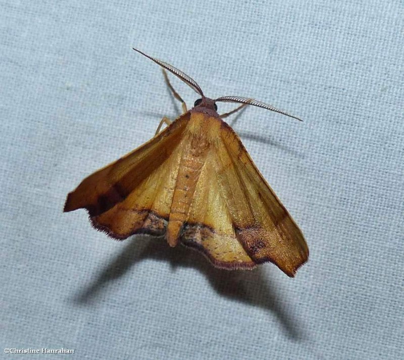 Straight lined plagodis moth (Plagodis phlogosaria), #6842