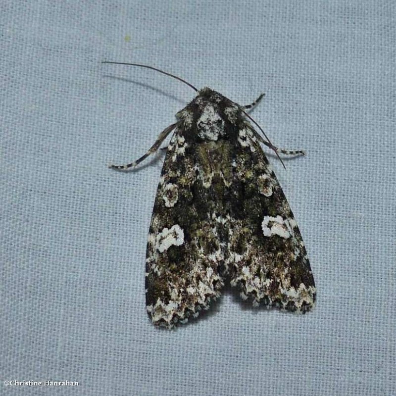 Hitched arches moth (Melanchra adjuncta), #10292