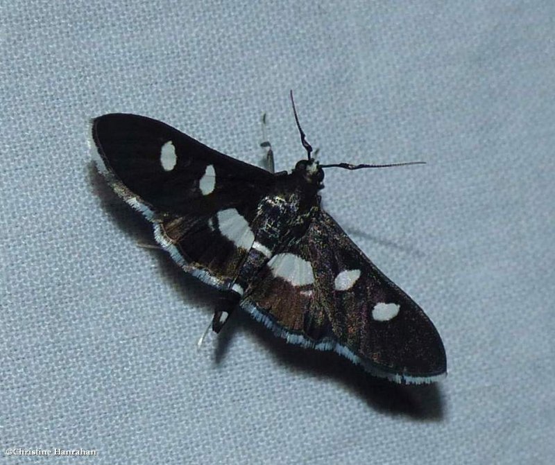 Grape leaf-folder moth (Desmia)