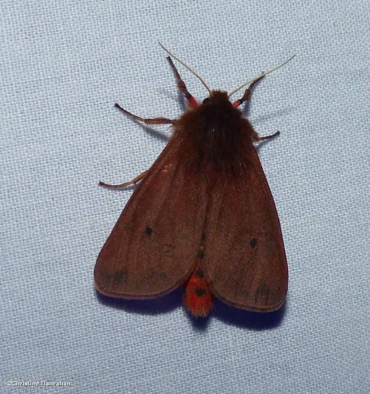 Ruby tiger moth  (Phragmatobia fuliginosa),   #8156