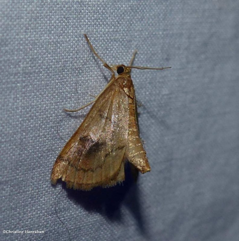 Mint root borer moth  (Fumibotys fumalis), #4950