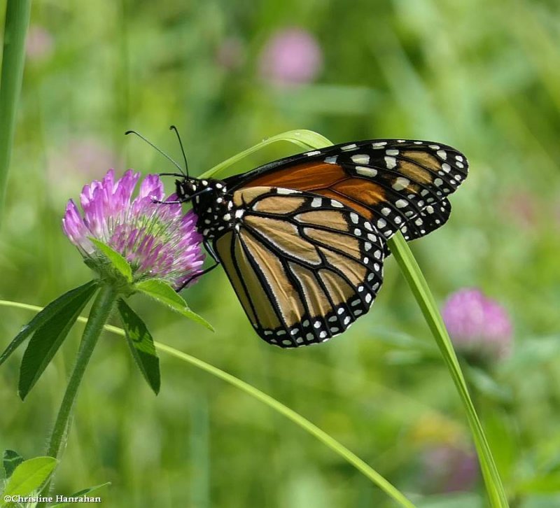 Monarch butterfly  (Danaus plexippus)