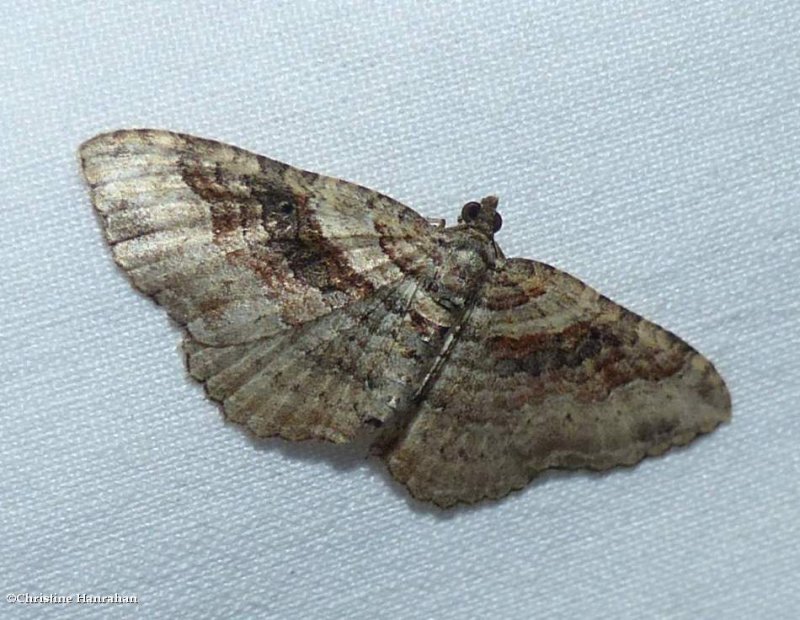 Bent-line carpet moth  (Costaconvexa centrostrigaria), #7416
