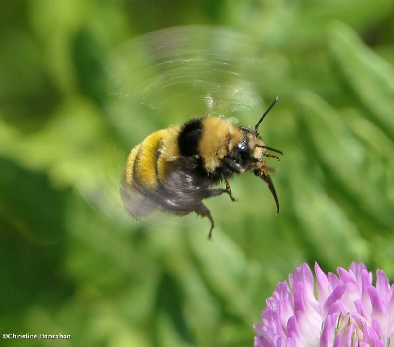 Bumble bee (Bombus borealis)