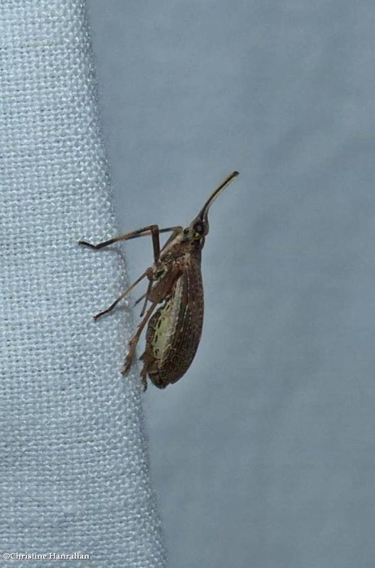 Partridge bug (Scolops sulcipes)