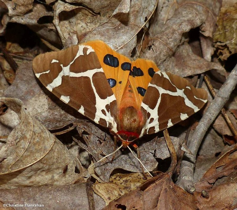 Great tiger moth (Arctia caja), #8166