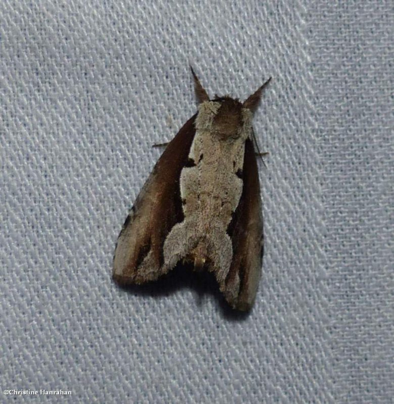 Double-toothed prominent moth (Nerice bidentata), #7929
