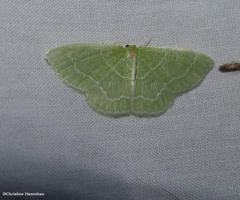 Wavy lined emerald moth ( Synchlora aerata), #7058